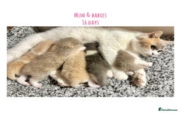 British Shorthair cats for sale: Gccf registered British shorthair kittens - Image 13