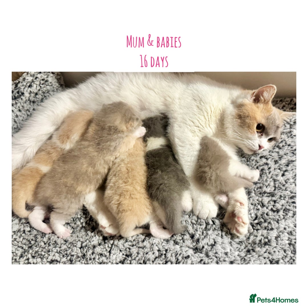 British Shorthair cats for sale: Gccf registered British shorthair kittens - Image 13
