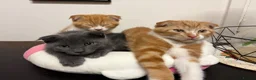 Scottish Fold cats for sale: 2 Scottish Fold Kittens - Advert 11