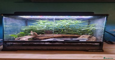 Gecko reptiles - Advert 1