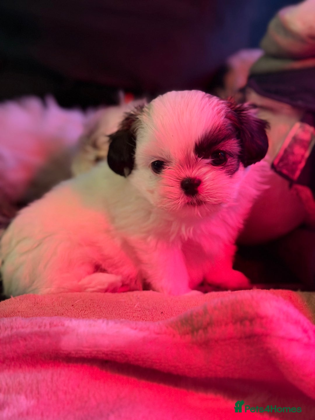 Shih Tzu dogs for sale: Shih Tzu puppies - Advert 7
