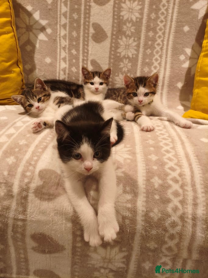 Mixed Breed cats British Shorthair mix kitten. - Advert 1