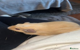 Guinea Pig rodents for sale: Guinea Pig Boars for Sale  - Image 2