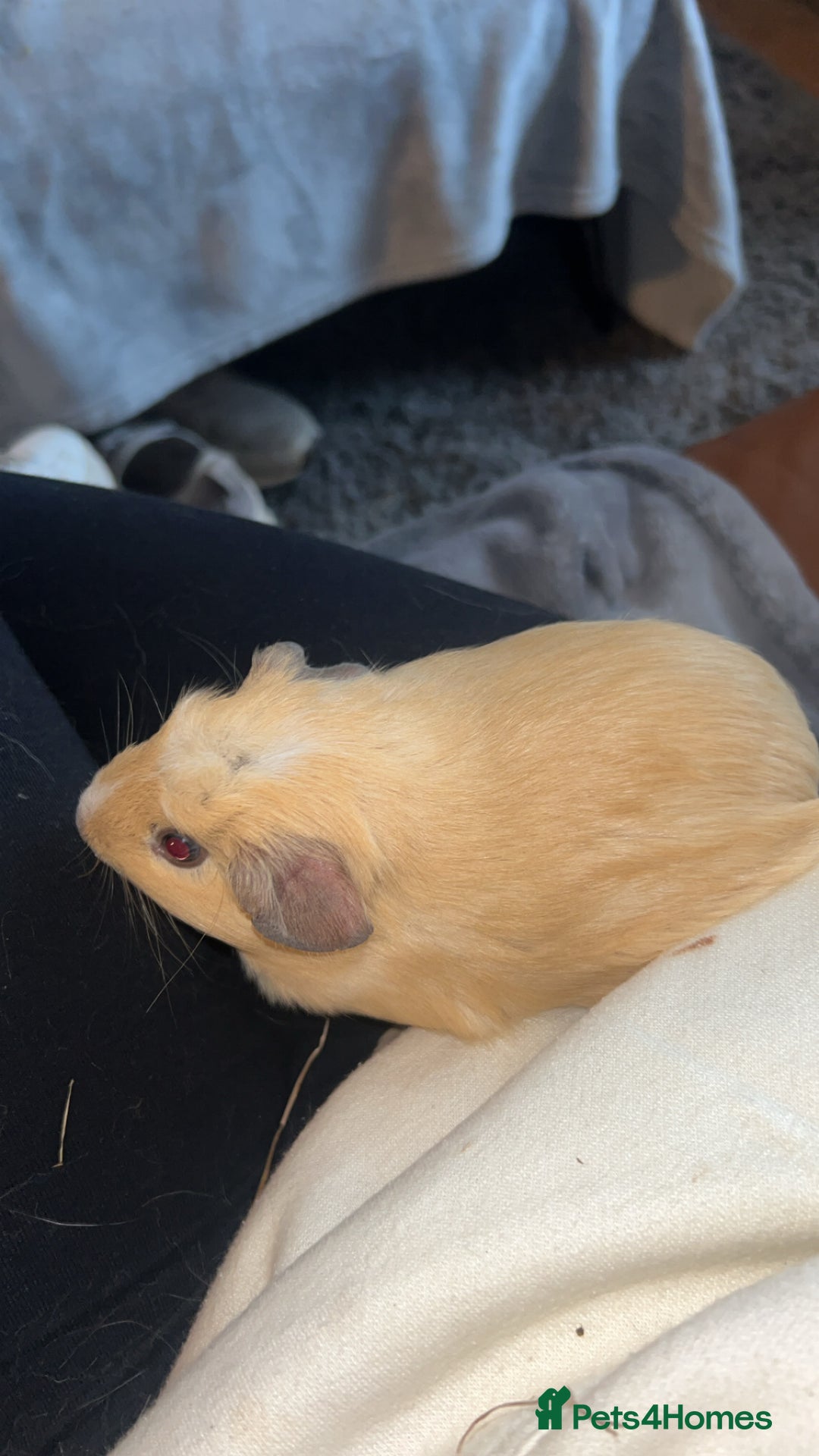 Guinea Pig rodents for sale: Guinea Pig Boars for Sale  - Image 2