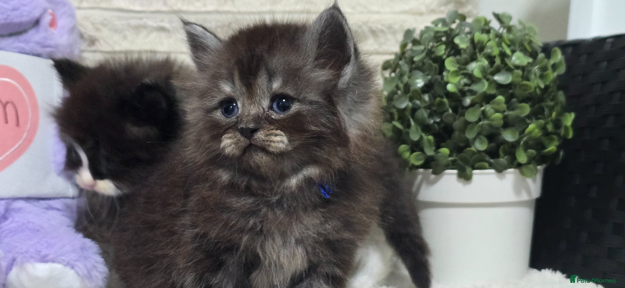 Maine Coon cats Stunning ragdoll/mainecoon babies £450 - Advert 3