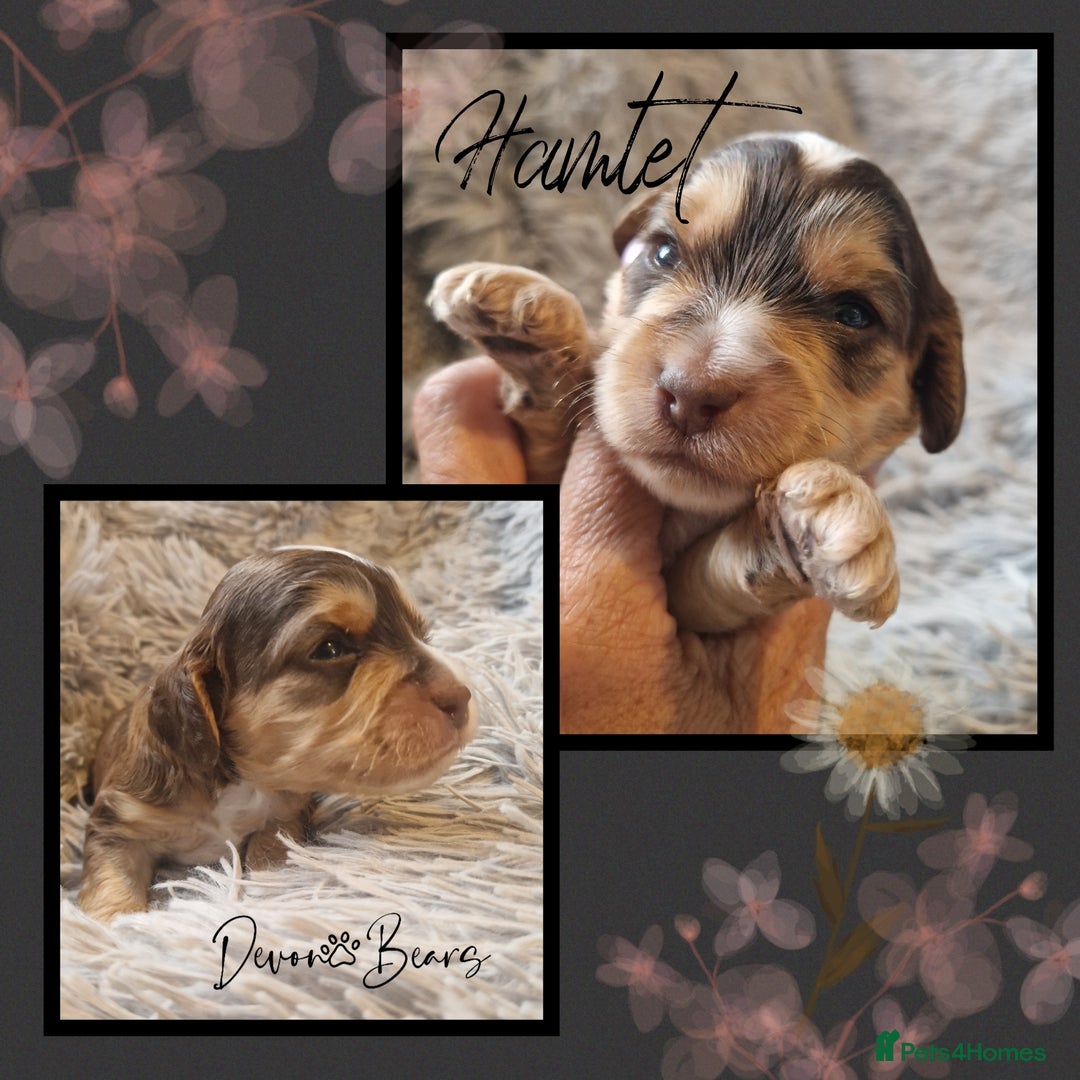 Cockapoo dogs for sale: 5*licenced, stunning F1 English Cockapoo puppies - Image 18