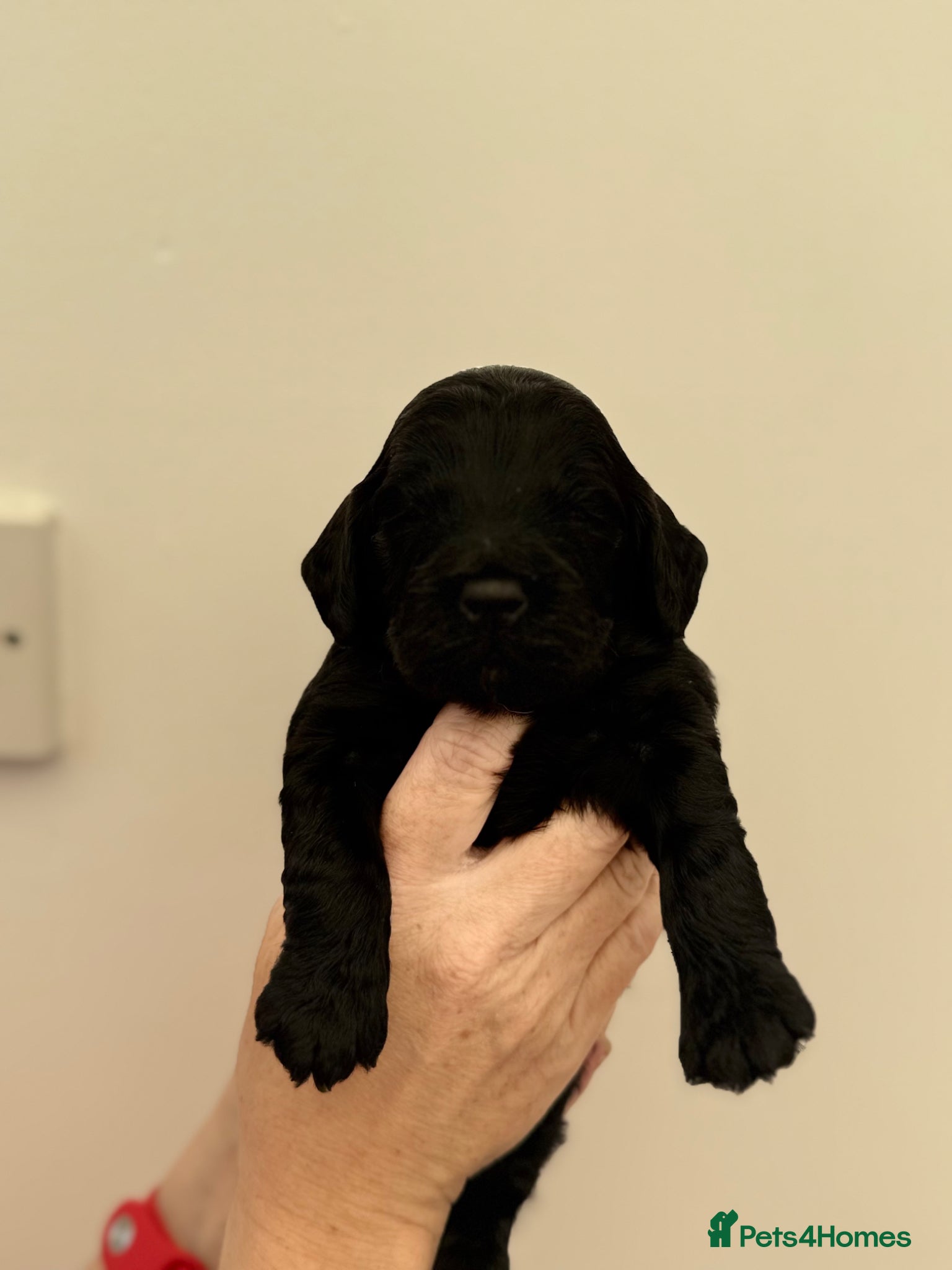 Cockapoo dogs F1 show line cockapoo puppies - Advert 5