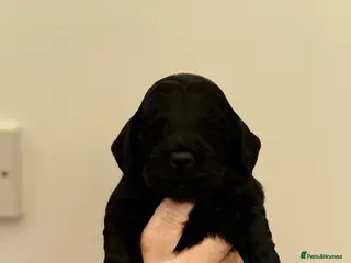 Cockapoo dogs F1 show line cockapoo puppies - Advert 5