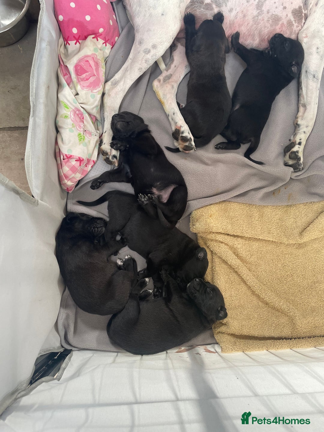 Mixed Breed dogs for sale: English Pointer Cross Puppies - Image 1