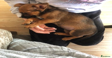 Mixed Breed dogs - Advert 10