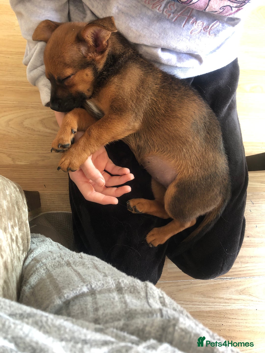 Mixed Breed dogs for sale: German spitz x jackapoo pups  - Image 2