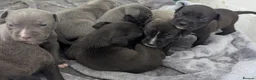 Staffordshire Bull Terrier dogs for sale: Stunning original black/blue Staff pups *rare* - Advert 12