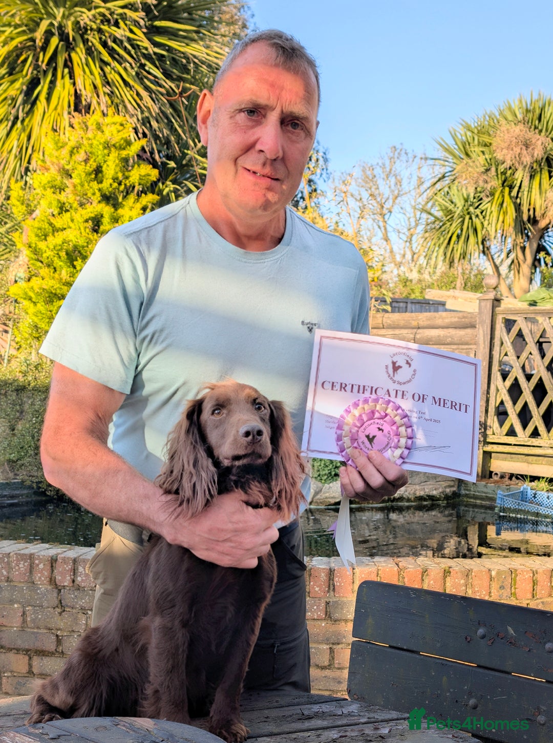 Cocker Spaniel dogs for sale: One black Working Cocker Spaniel female available - Advert 4