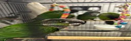 Conures birds for sale: Black cap conures for sale - Advert 3