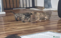 Whippet dogs for sale: Whippet puppies for sale  - Image 3