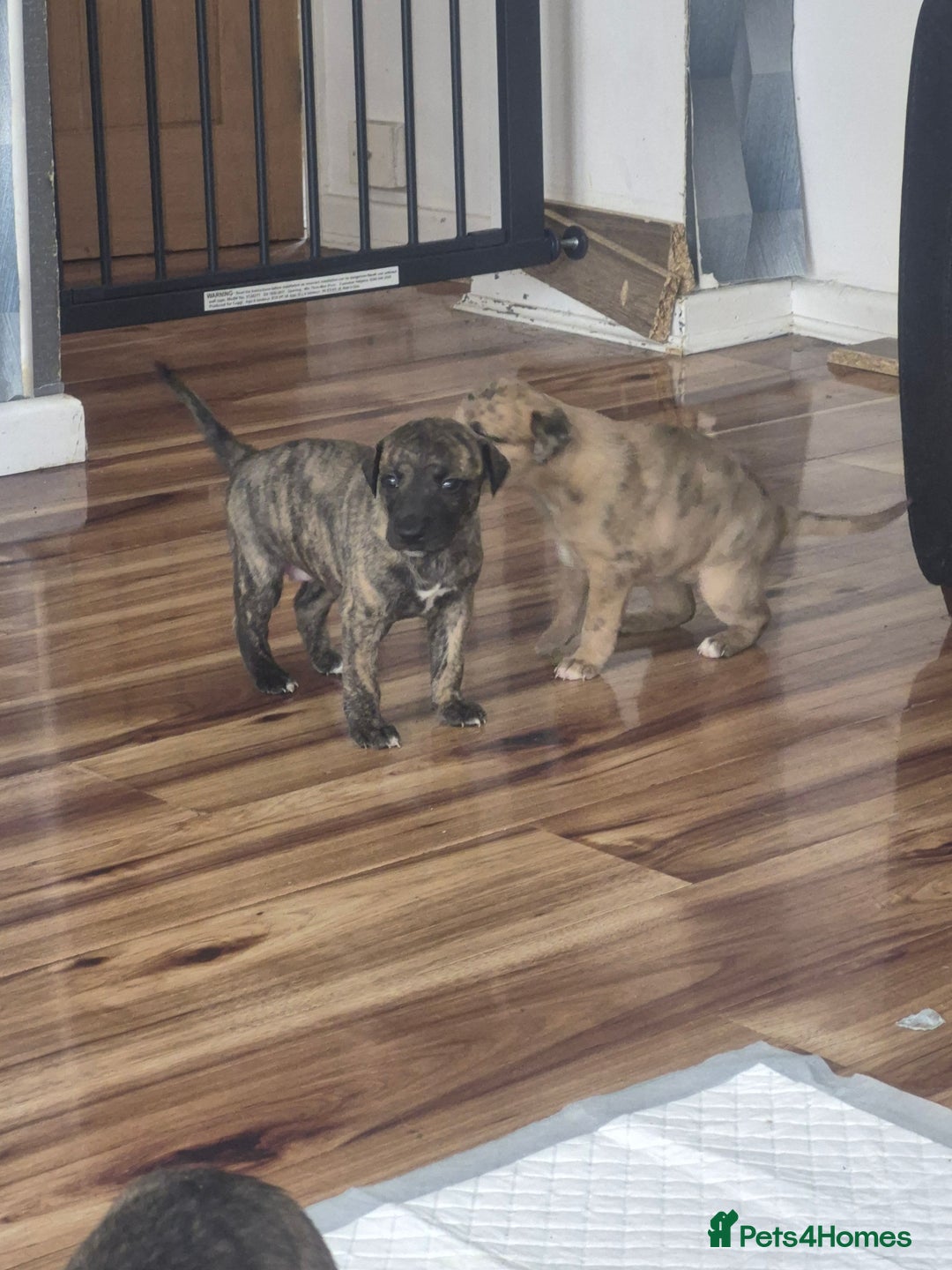Whippet dogs for sale: Whippet puppies for sale  - Image 3