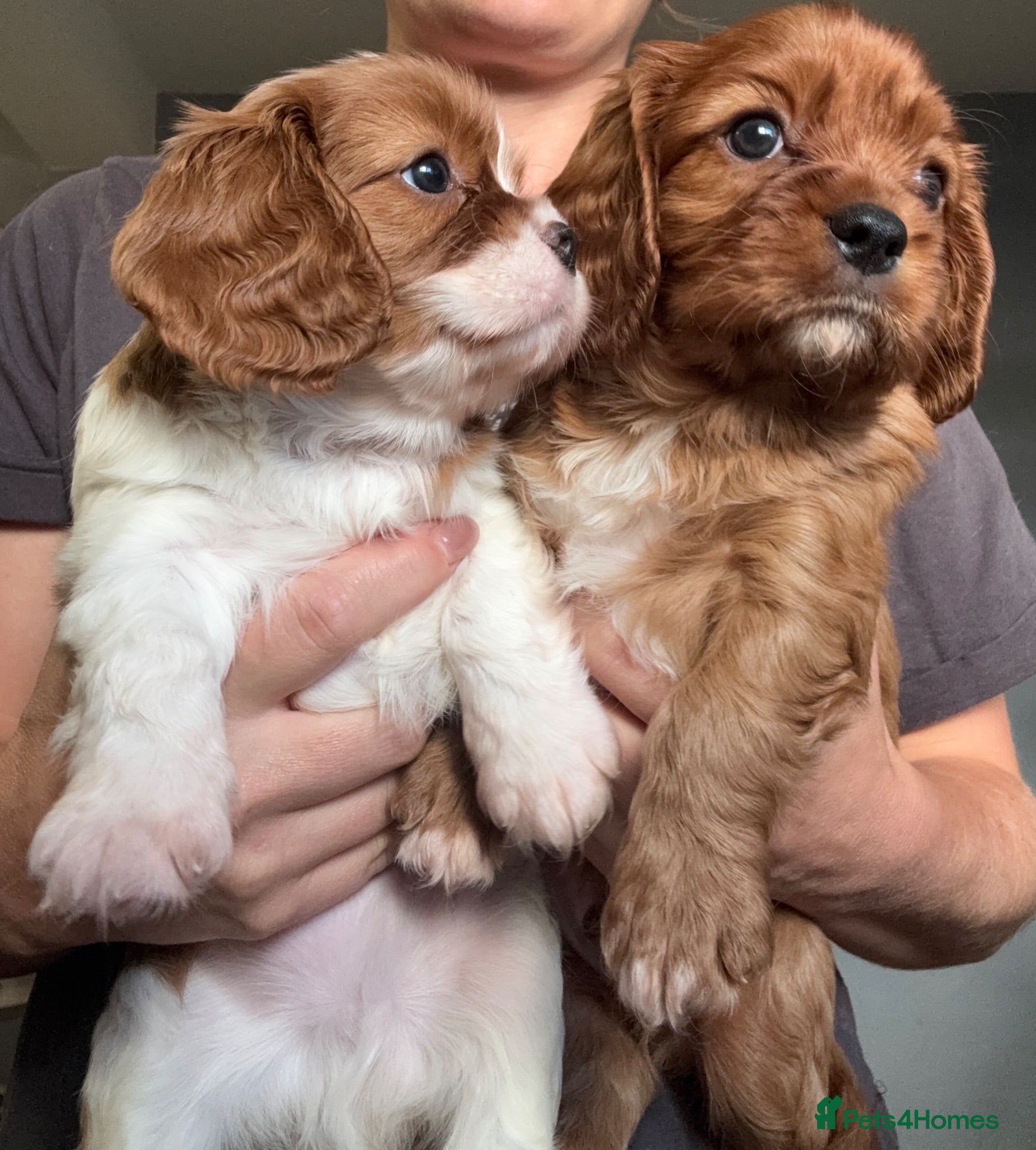 Cavalier King Charles Spaniel dogs KC registered parents/DNA tested. - Advert 2