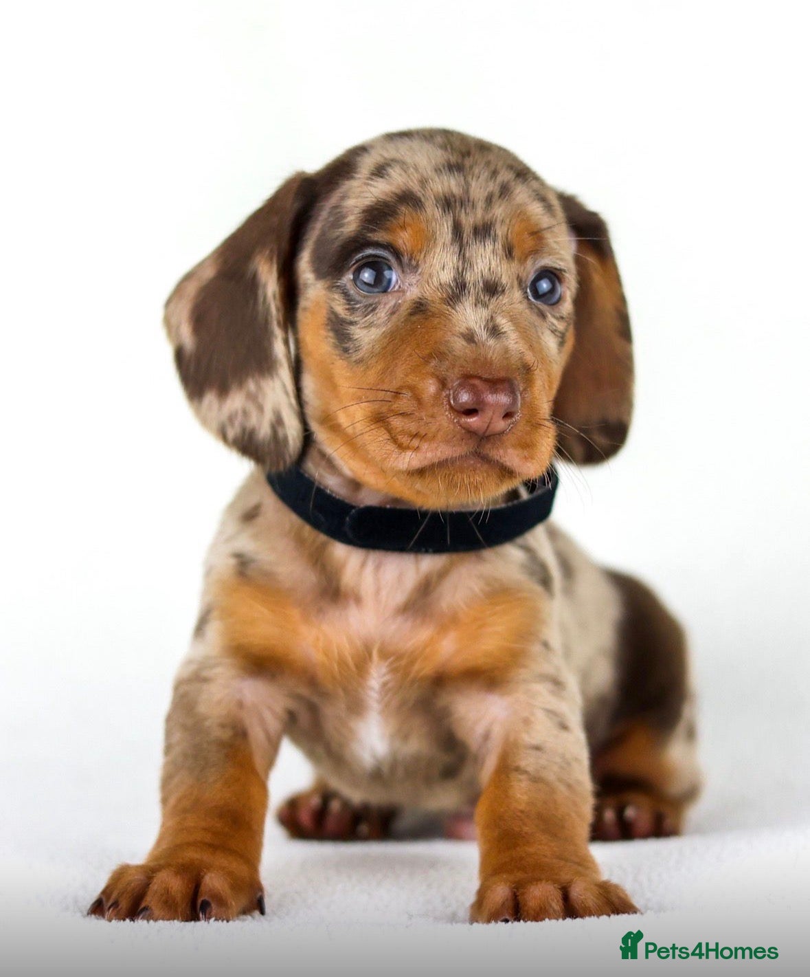 Miniature Dachshund dogs Quality Miniatures Dachshunds  - Advert 1