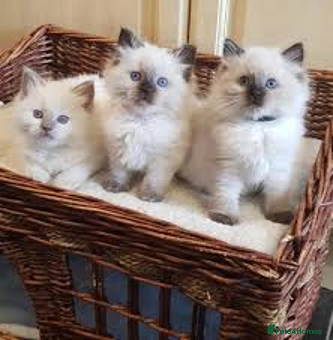 Ragdoll cats for sale: Cute Ragdoll  kittens - Advert 1