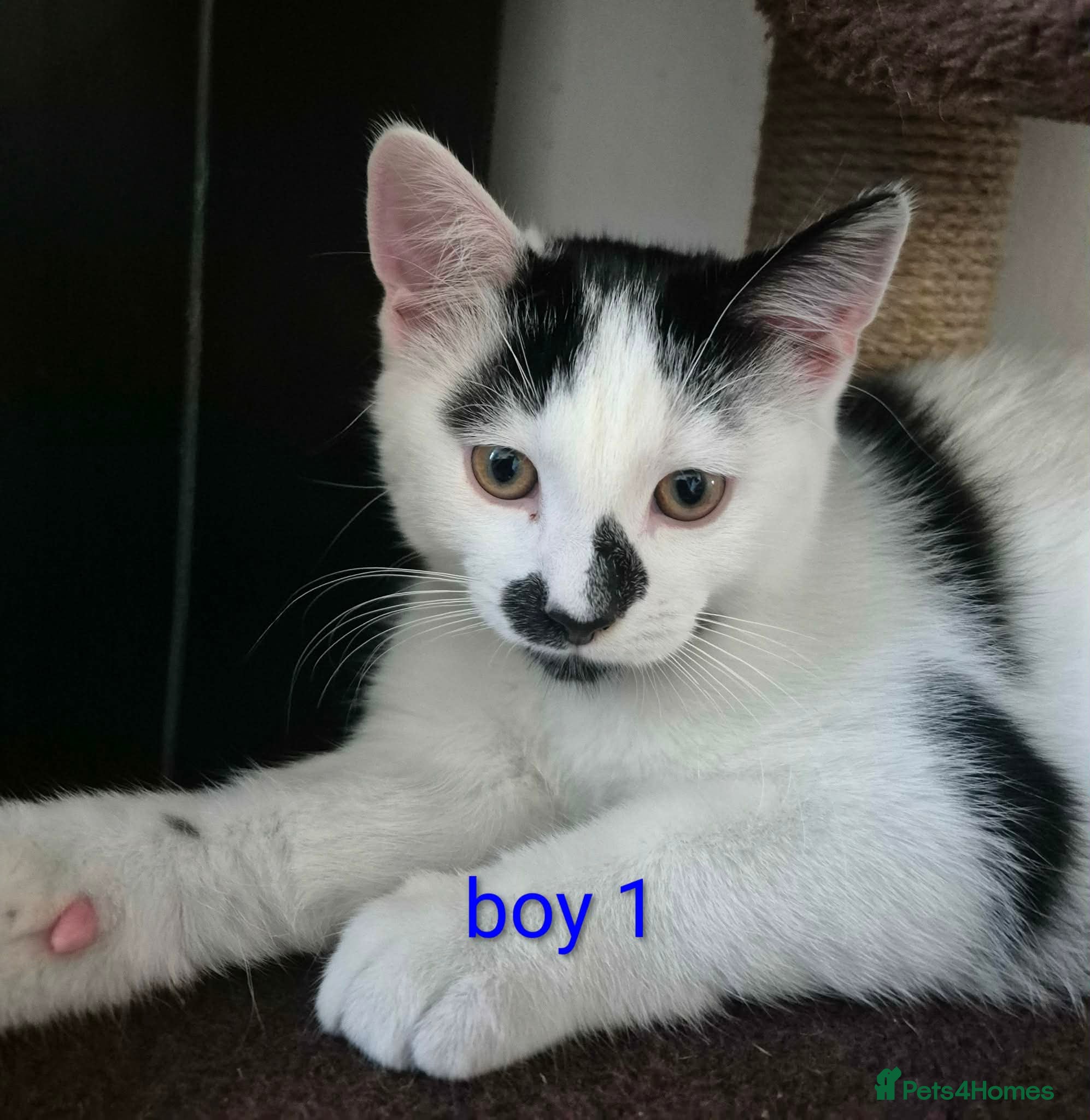 British Shorthair cats Kittens  - Advert 1