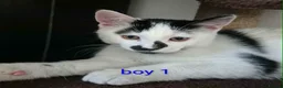 British Shorthair cats for sale: Kittens  - Advert 1