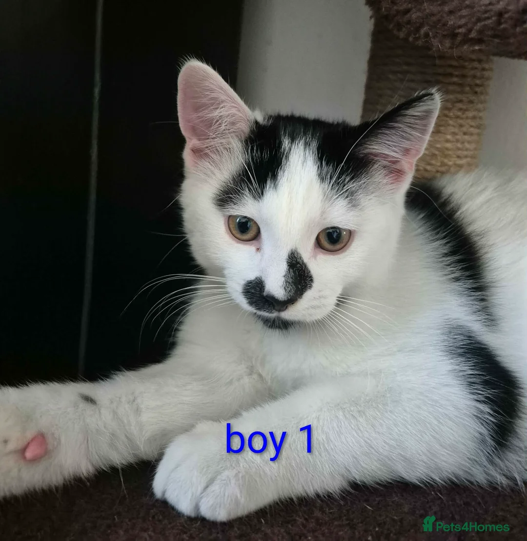 British Shorthair cats for sale: Kittens  - Advert 1