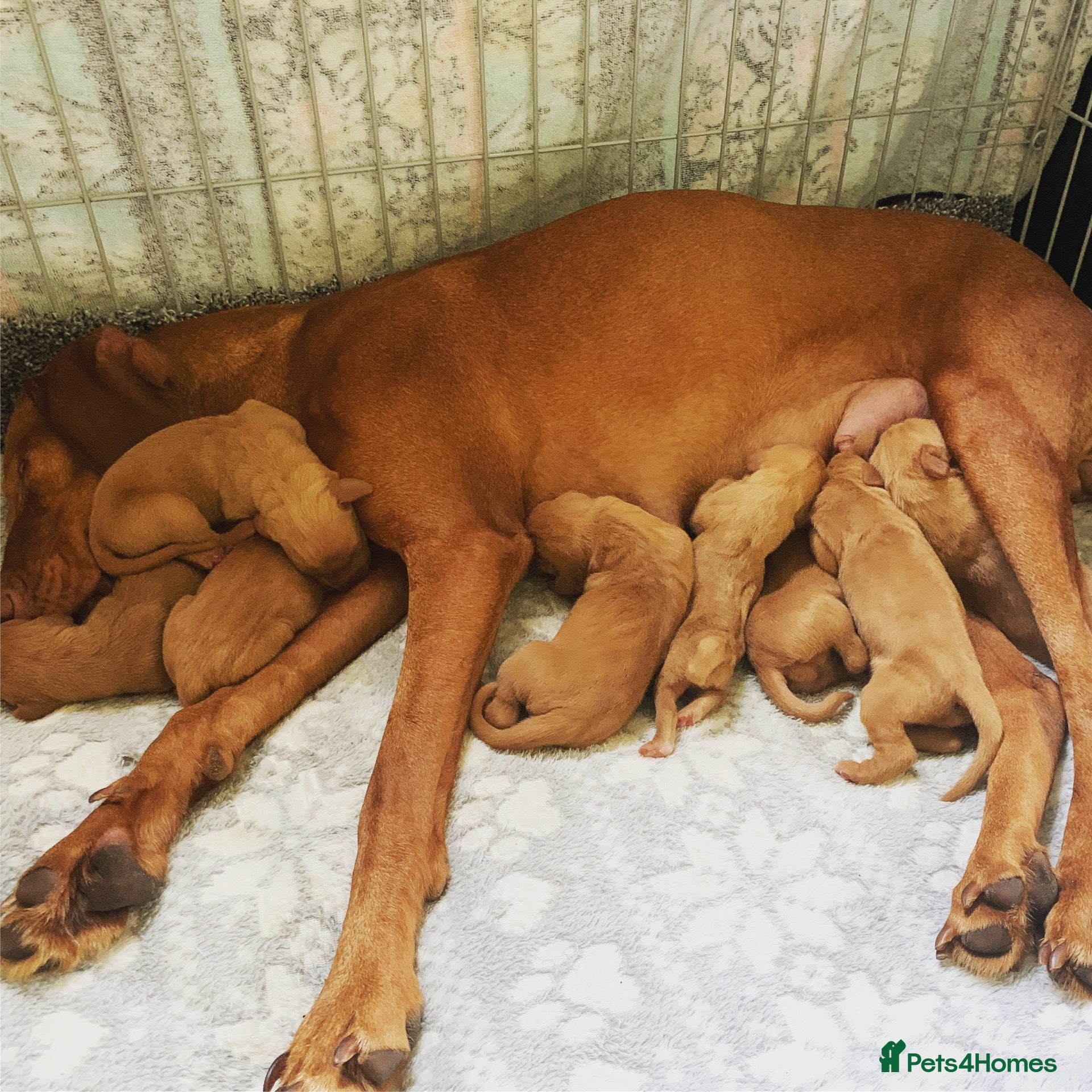 Hungarian Vizsla dogs Stunning KC registered Hungarian Vizsla Puppies  - Advert 2