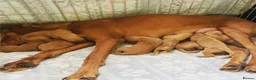 Hungarian Vizsla dogs for sale: Stunning KC registered Hungarian Vizsla Puppies  - Advert 2