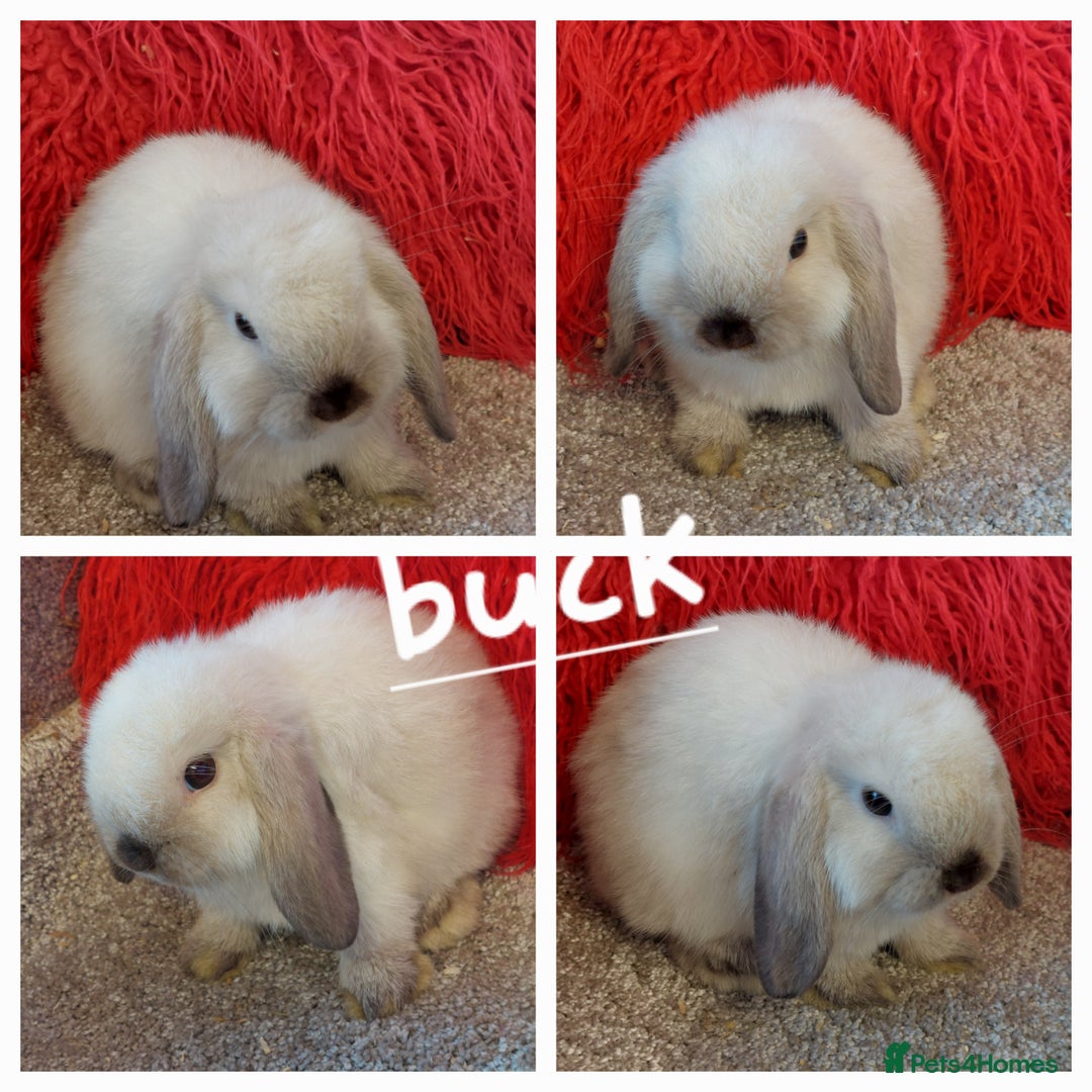 Mini Lop rabbits for sale: Minilops/mini lionlops available  - Image 6