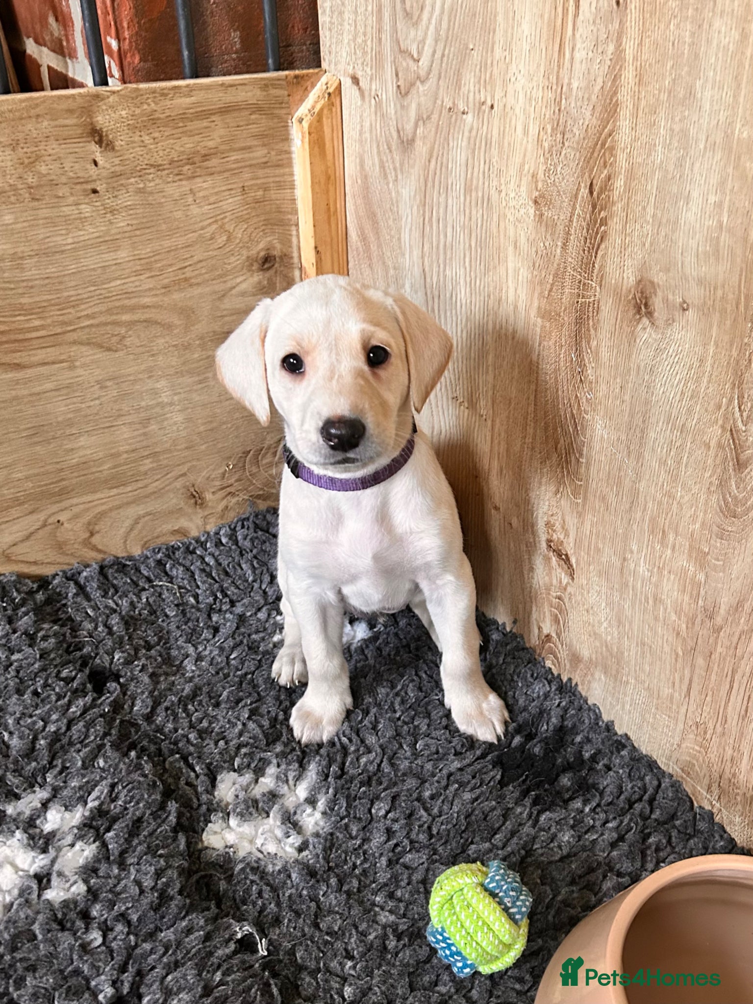 Labrador Retriever dogs Beautiful KC Reg Labrador Puppies: Ready 1st May - Advert 1