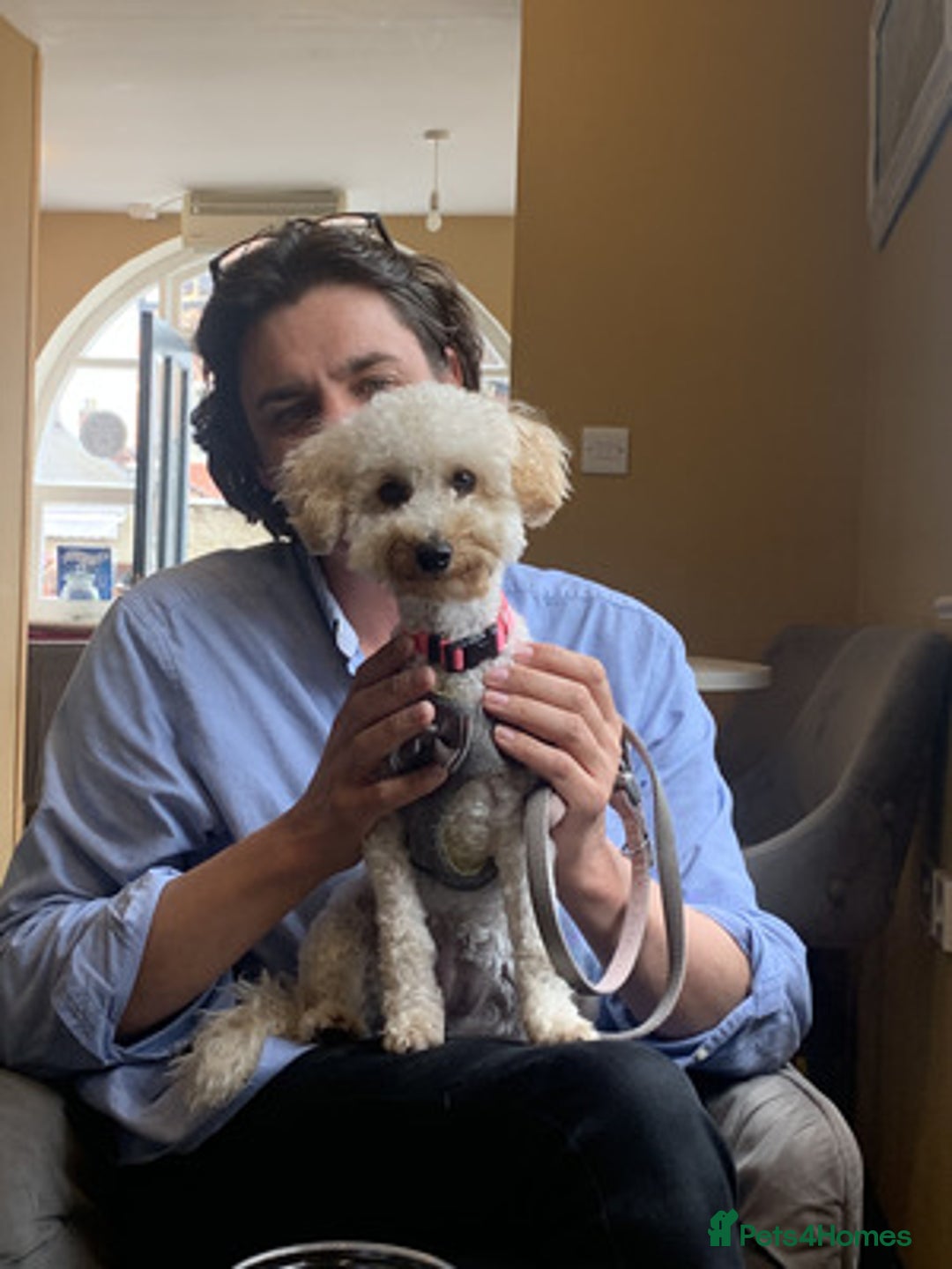 Toy Poodle dogs for sale: Great Toy poodle Girl - Advert 3