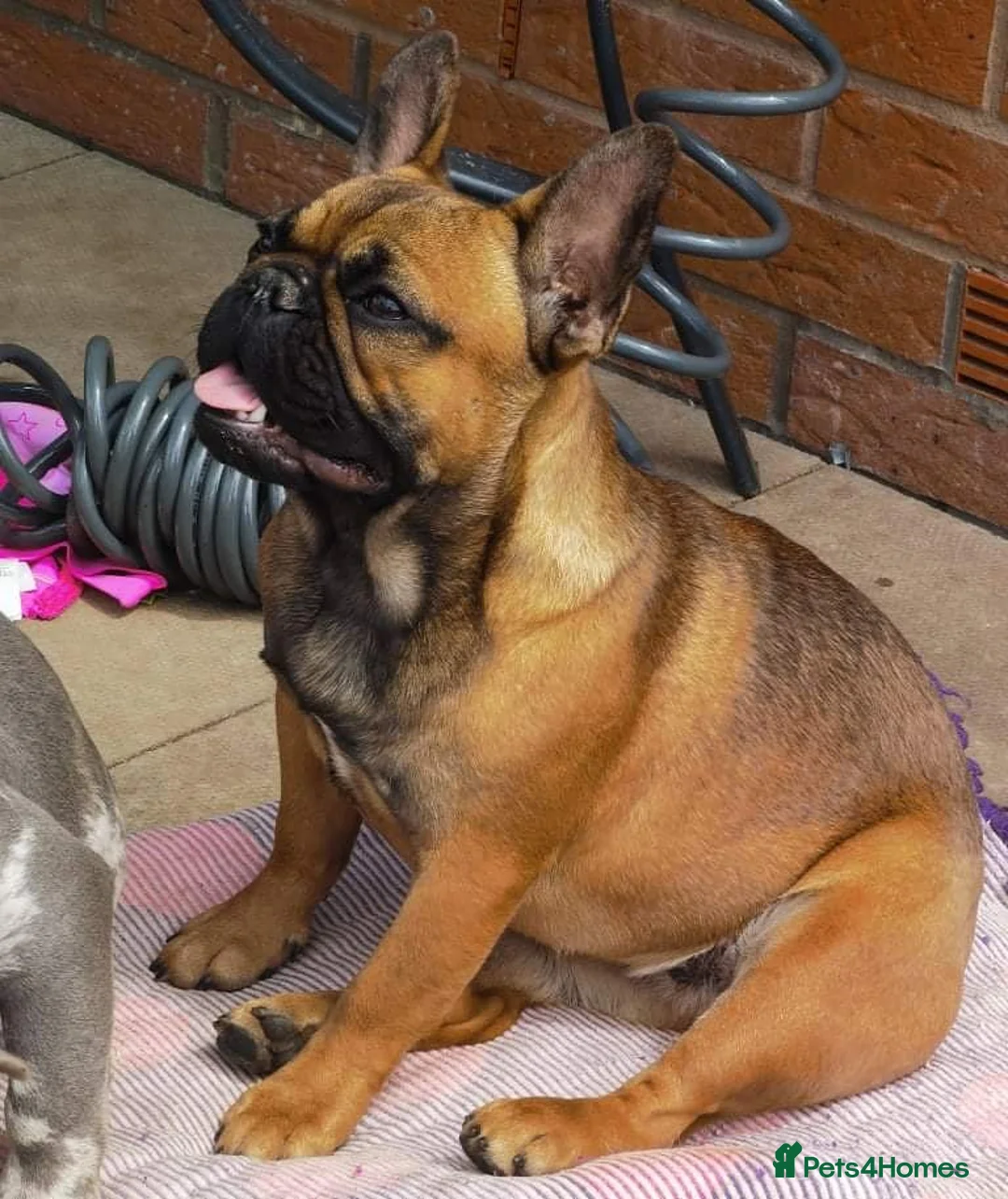 French Bulldog dogs for stud: Mayan, Rfg, bva, Silver health tested Lilac tan in Sheffield - Advert 10