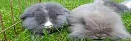 Mixed Breed rabbits for sale: 4 lovely minilop lionhead rabbits  - Advert 18