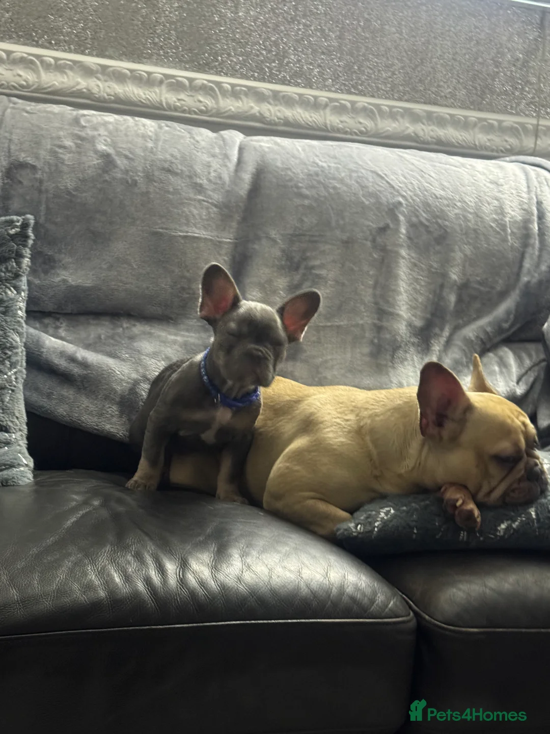 French Bulldog dogs for sale: Outstanding male lilac and tan  - Advert 4