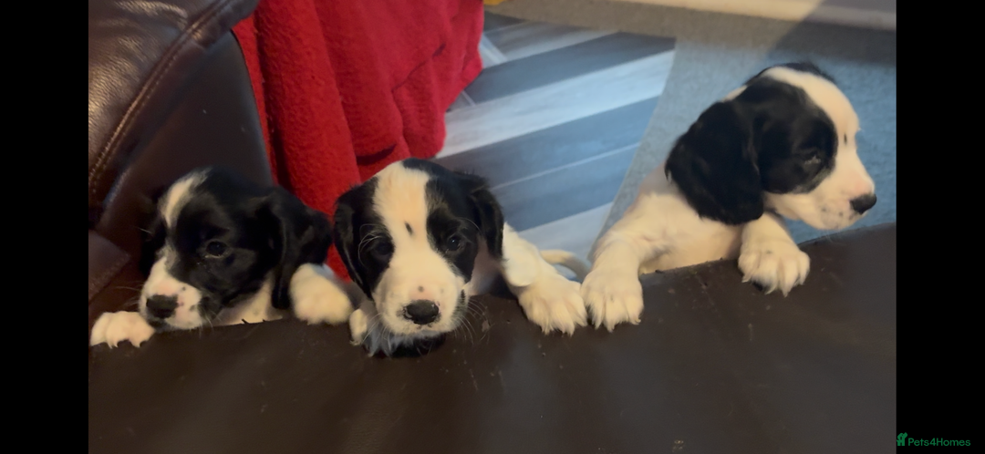 Cocker Spaniel dogs for sale: 🐾 3 KC Reg Blue Roan Cocker Spaniels for sale 🐾  - Image 2