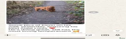 Cavapoo dogs for sale: Outstanding quality, F1b super dark red Cavapoo’s  - Advert 16