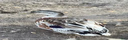 Ducks poultry for sale: Silver Appleyard Drake duck  - Advert 4