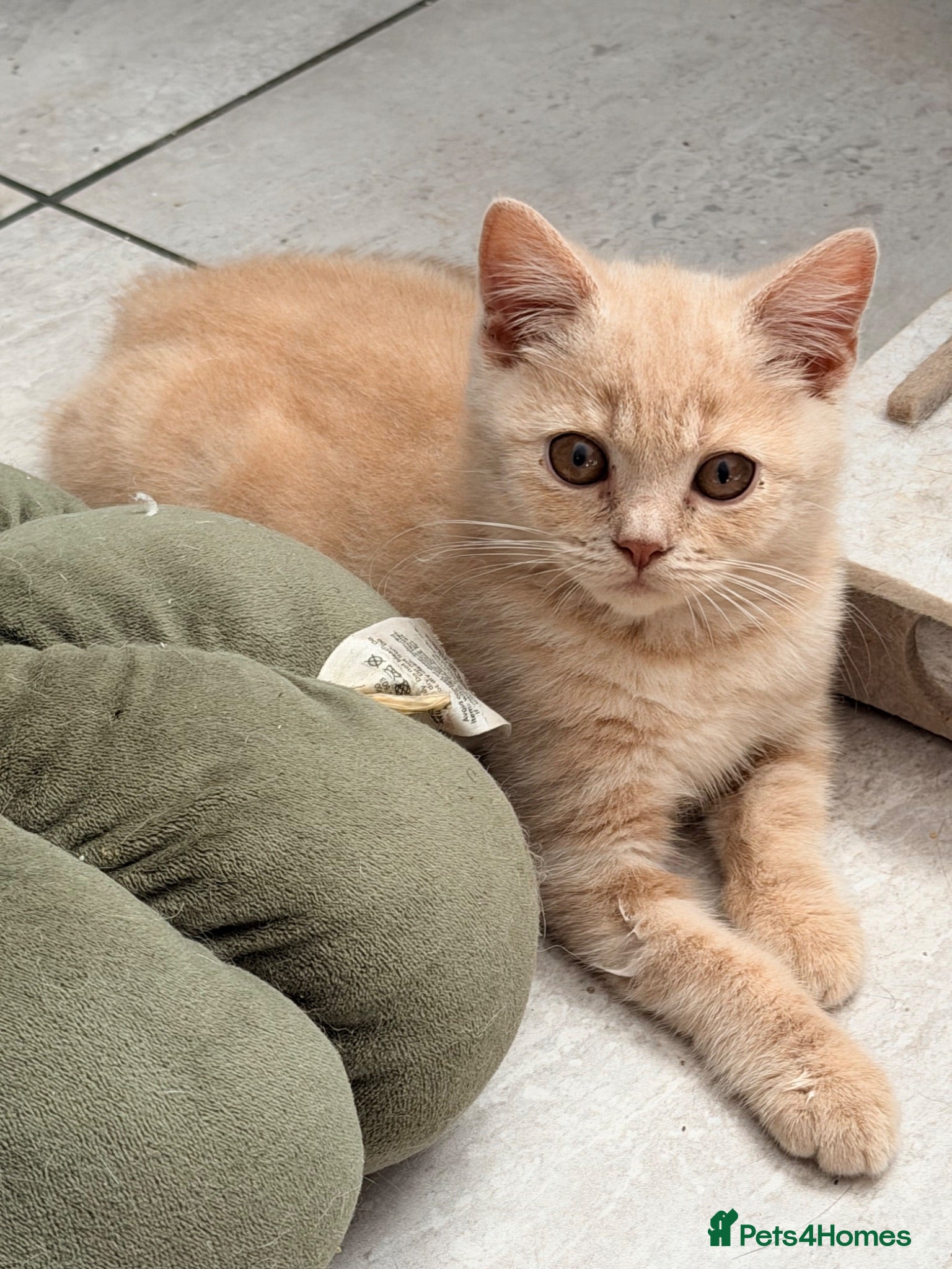 British Shorthair cats TWO MALE CREAM BRITISH SHORTHAIRS FOR SALE  - Advert 2