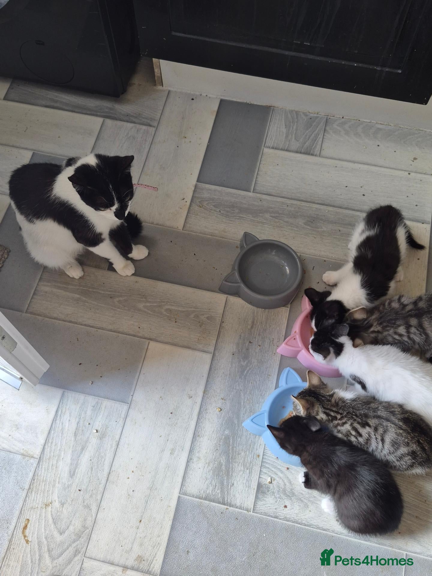 Mixed Breed cats 3 female kittens for sale  - Advert 17