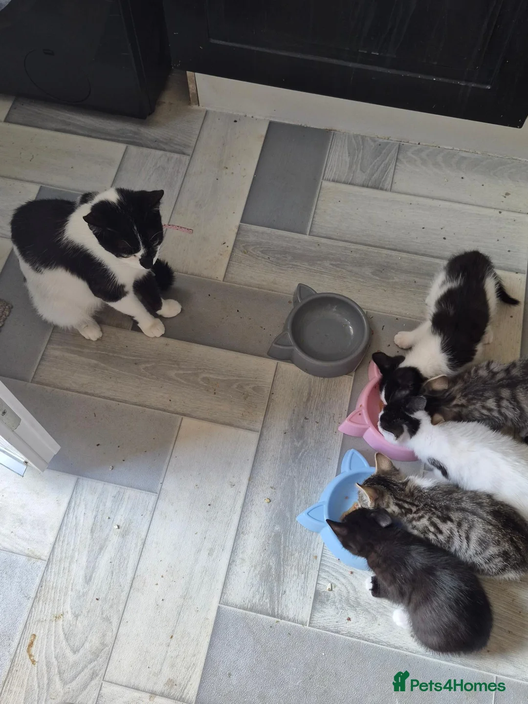 Mixed Breed cats for sale: 3 female kittens for sale  - Advert 1