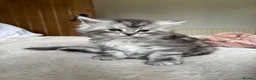 Maine Coon cats for sale: Stunning litter of Maine coon babies!  - Advert 6