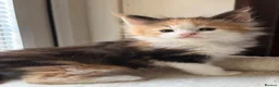 Maine Coon cats for sale: TICA Reg Maine Coon Kittens Red & Tortie Babies - Advert 27
