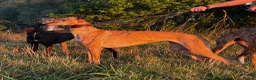 Greyhound dogs for sale: Hungarian Greyhound Pups - Advert 20