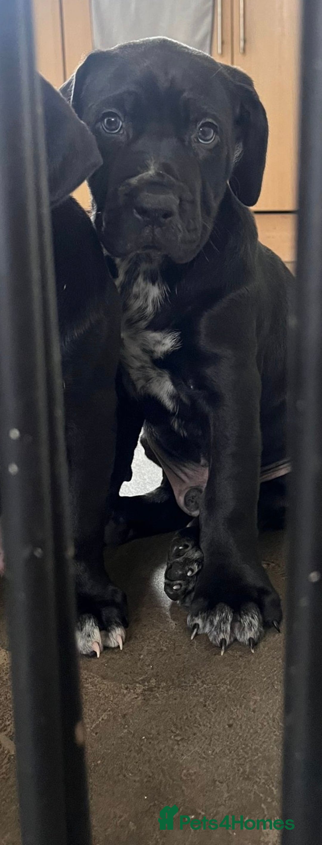 Mixed Breed dogs for sale: Cane corso X Dalmatian - Corsomatian  - Image 9
