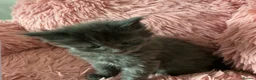 Maine Coon cats for sale: GCCF Registered MaineCoon Blue/Black Smoke & White in Edinburgh - Advert 24