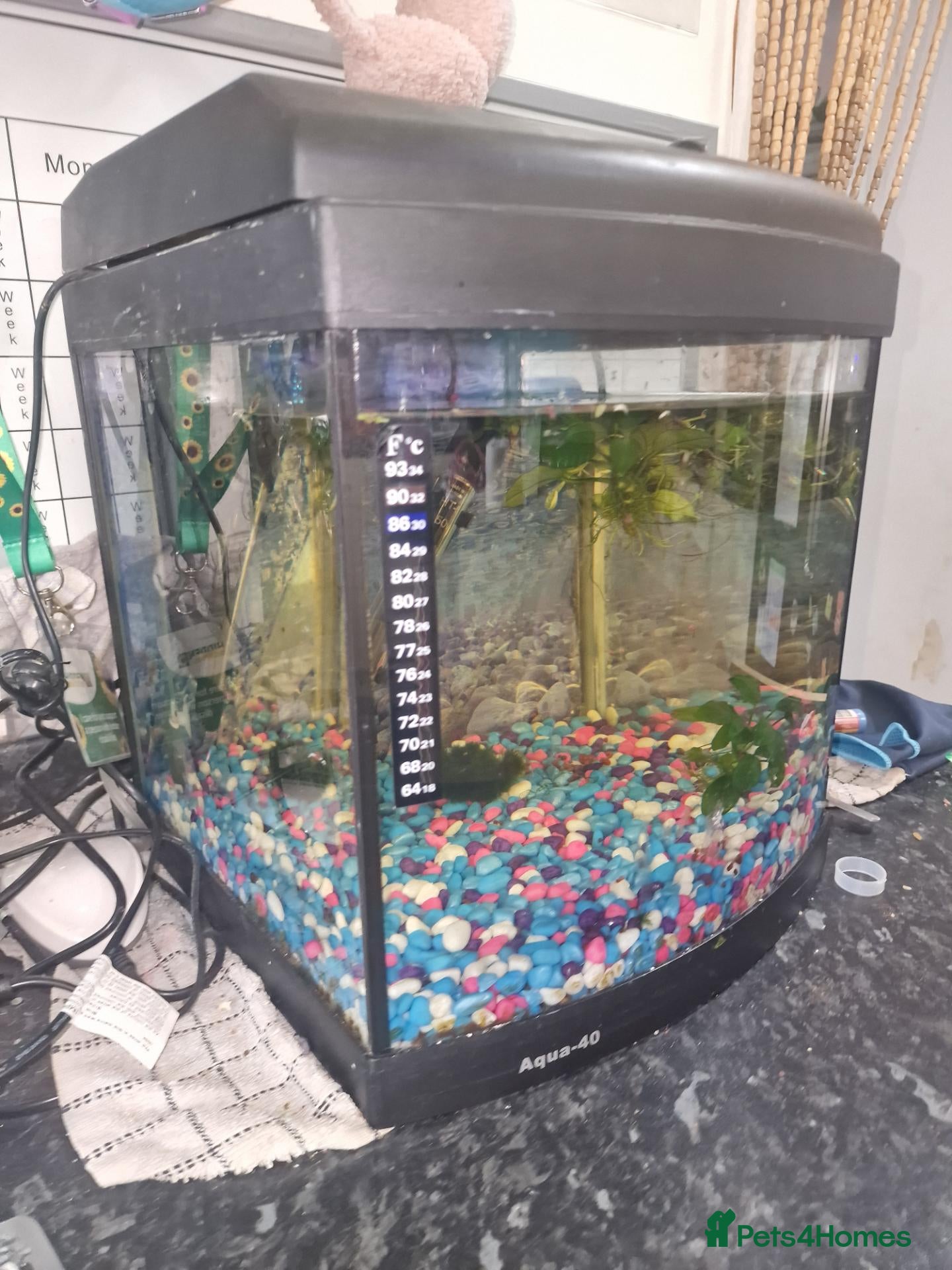 Plecos fish Fishtanks and fish - Advert 4