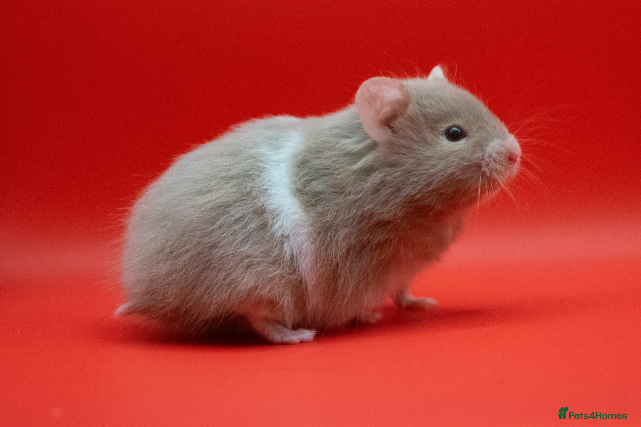 Hamster rodents Long Haired Pedigree Syrian Hamster Pups  - Advert 2