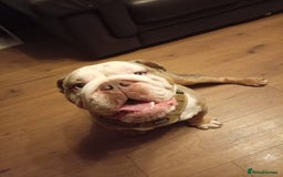 English Bulldog dogs for stud: English BullDog PaddytheBaddy for studd - Image 3