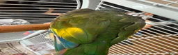 Parrots birds for sale: Hand Tammed White Capped Pionus Nith Lutino Genes in Barking - Advert 11