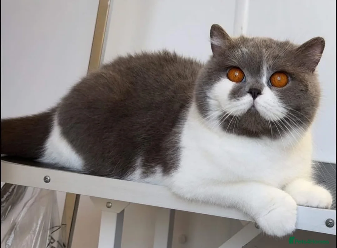British Shorthair cats for sale: Beautiful girl  - Advert 2
